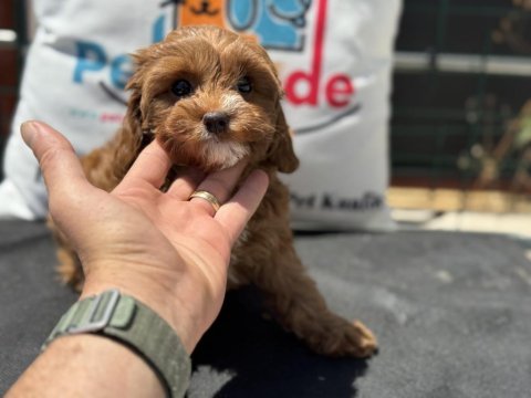 Wc eğitimli kore maltipoo yavrumuz ziyarete açık