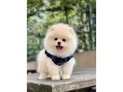 Orjinal pomeranian