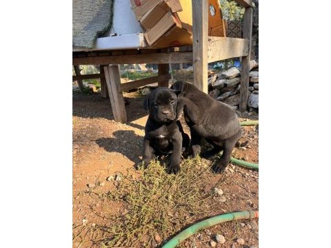 Cane corso köpekler