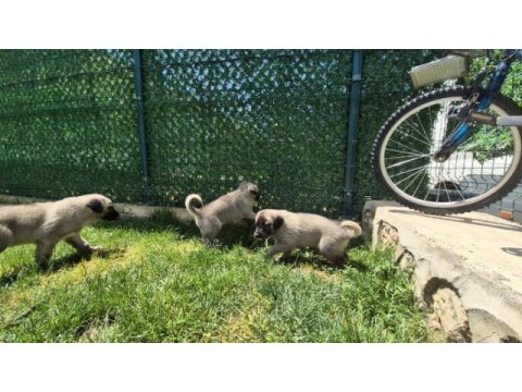 Üst düzey vasıflı kangal yavruları izmir