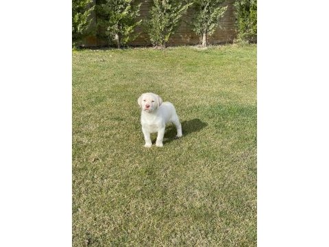 Safkan labrador retriever yavruları