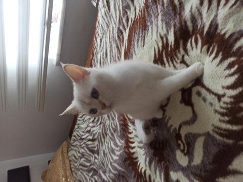 British shorthair 2 yaşında