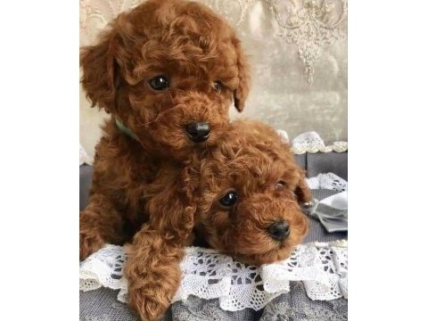 Toy poodle bebeklerimiz evinizin neşesi olacaktır