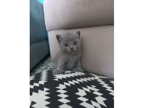 British shorthair yavruları