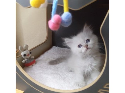 Show kalite british longhair as1133 secereli