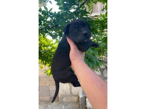 2 aylık acil cane corso