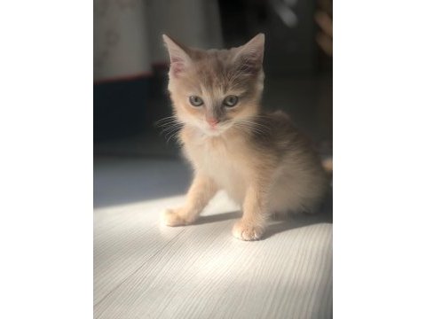 British shorthair yavrularım