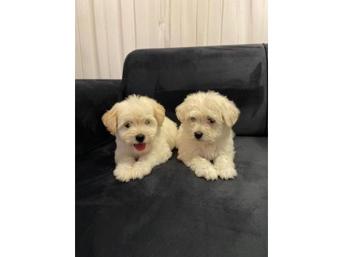 Güzel maltipoo bebekler yeni yuvalarını arıyor