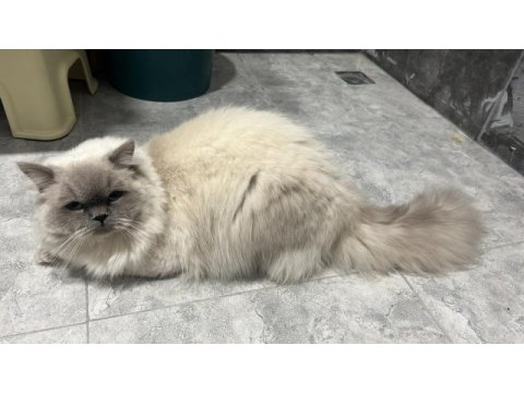 Talı patiler iran kedisi erkektir