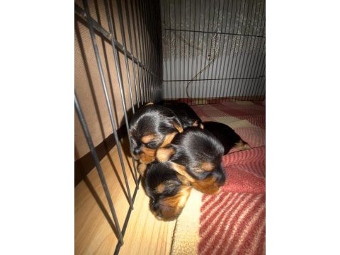 Yorkshire terrier (3 tane) 2 kız 1 erkek yavrumuz