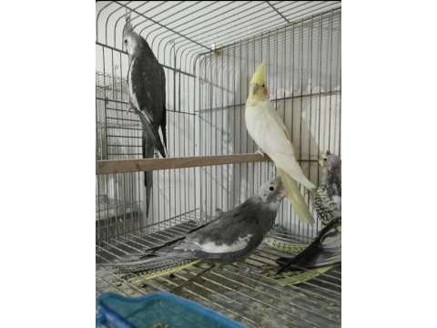 Wifi lutino takım sultan papağanı