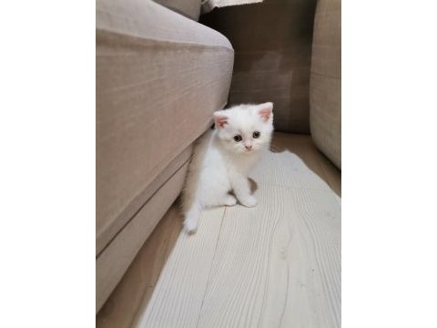 Scottish fold kediler yeni ailelerini bekliyorlar