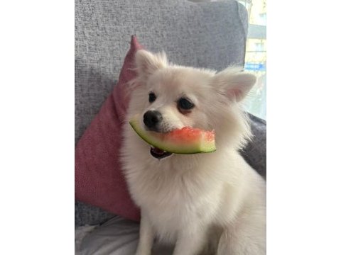 1.5 yaşında dişi pomeranian spitz