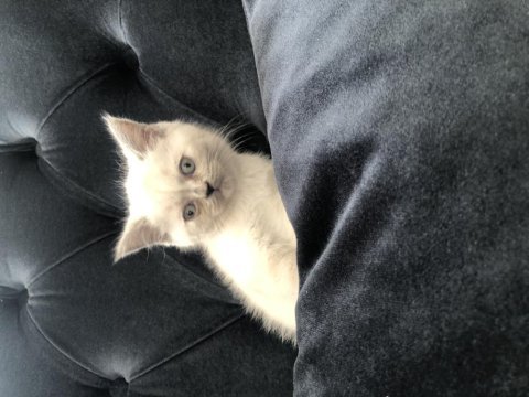 Boncuk göz british longhair