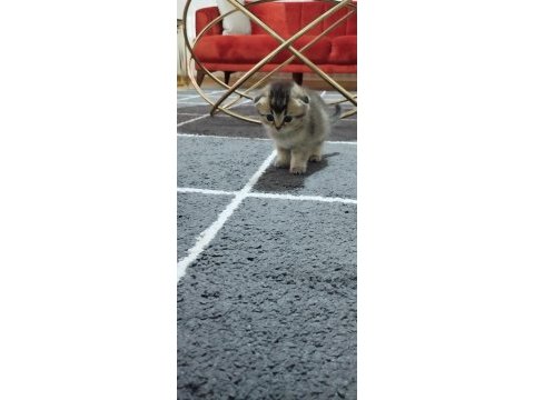 Minik scottish fold yavrularımıza ömürlük yuva arıyoruz