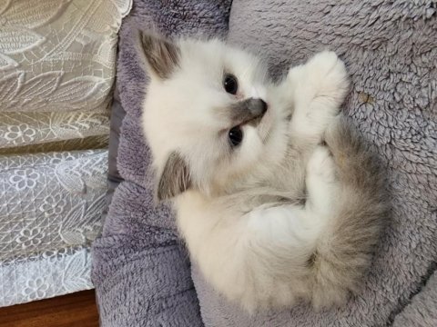 Sahiplenmek isteyenler için ragdoll yavrular