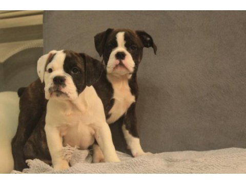 Avrupa standartlarında ingiliz bulldog