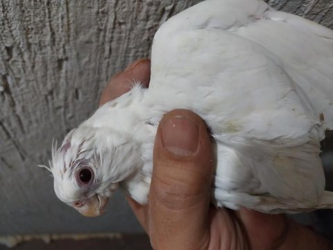 Yavru yeni yeme düşmüş albino sultan papağanı