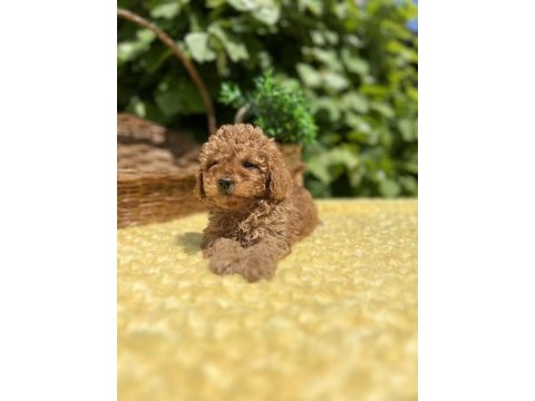 Harika güzellikte toy poodle yavrular