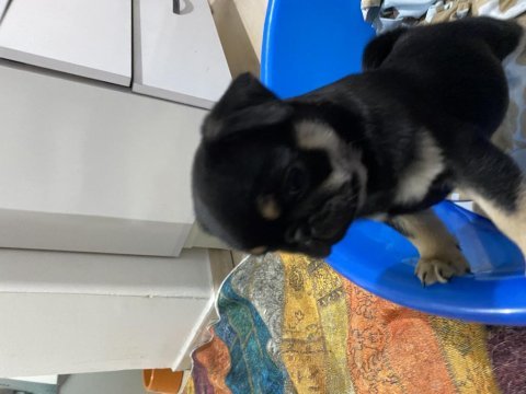 Egzotic pug