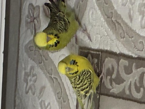 Takım jumbo muhabbet kuşu