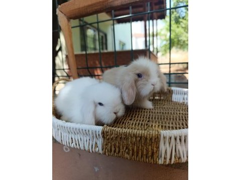 Hollanda teddy lop tavşan yavrular