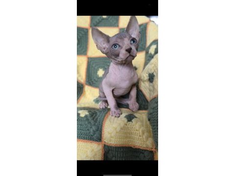 Naked beauty sphynx cattery