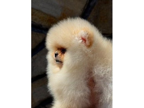 Erkek teacup boy teddy bear pomeranian