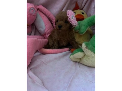 Toy poodle 2 aylık