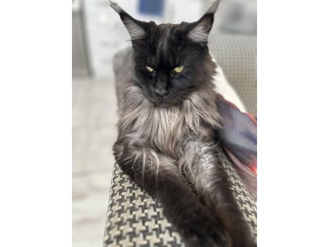 Maine coon kediler