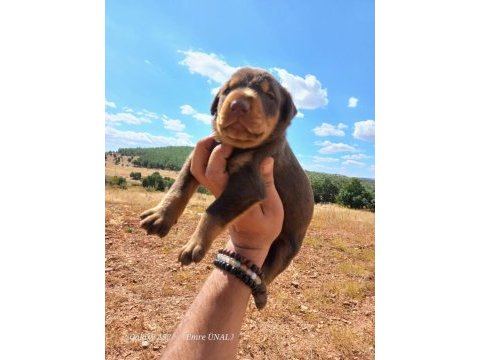 A kalite doberman bebekler