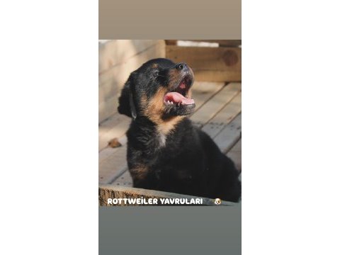 Rottweiler yavruları güç asil duruş ve sadakat