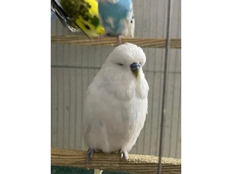 Jumbo muhabbet kuşları siirt merkez