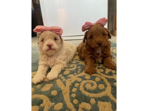 Maltipoo yavrularımız hazırdır