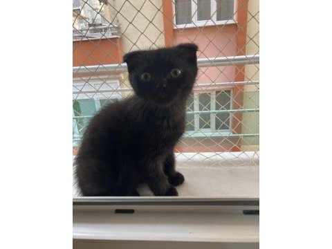 British shorthair bebeklerime yuva arıyorum
