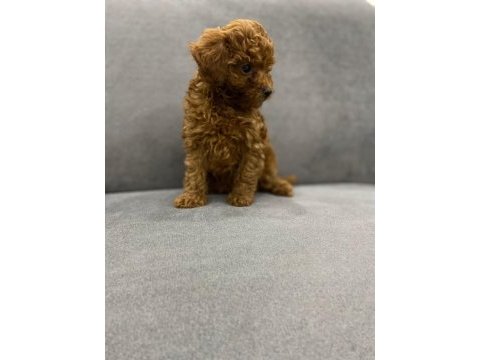 Poodle köpeğimize yeni yuvasını arıyoruz
