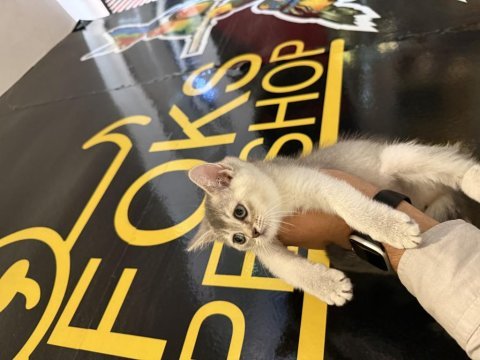 British shorthair yavrular