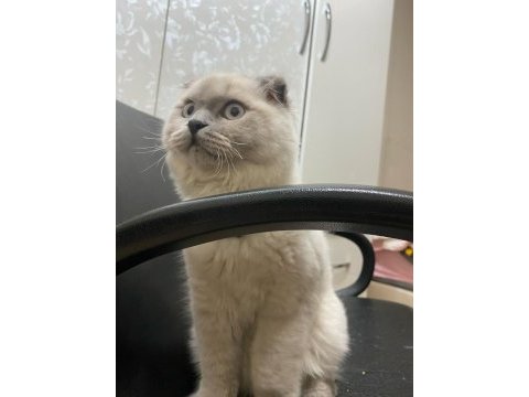 7 aylık scottish fold