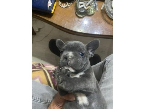 Orjinal blue french bulldog bebekler
