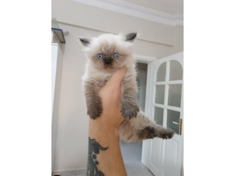 Safkan himalayan yavrularım