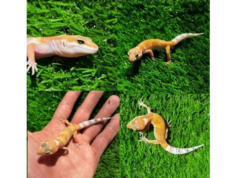 Leopard geckolar