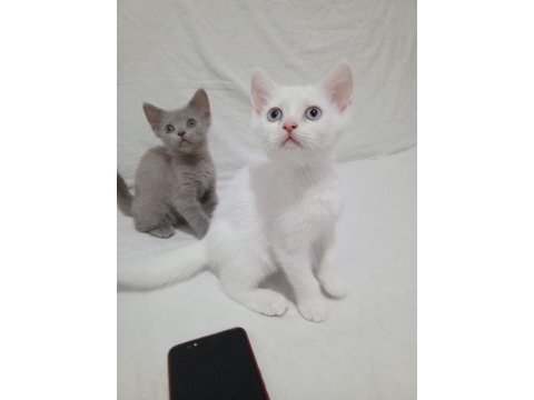 Güzel ve sevimli minnoş kediler