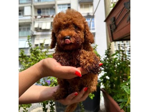Ankara nın en güzel toy poodle yavruları