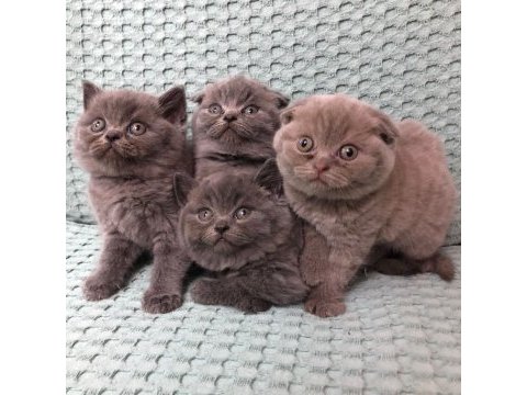 2.5 aylık scottish fold