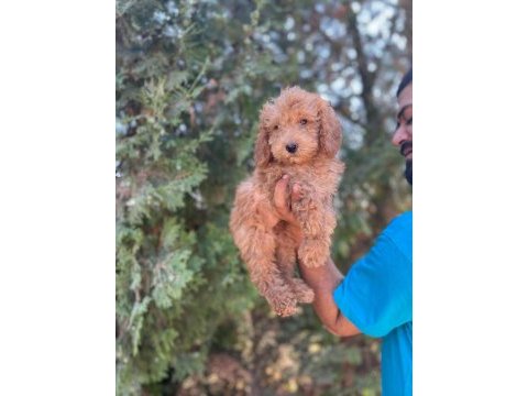 Orijinal maltipoo yavrular randevu alarak bakabilirsiniz