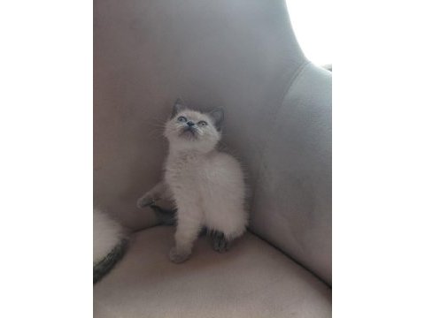 2 aylık british shorthair yavru kedilerimiz