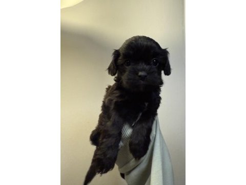 Mini boy orjinal renk maltipoo- cockapoo yavrular