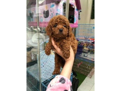 Dünya tatlısı poodle yavruları
