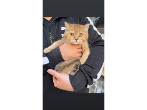 British shorthair golden kardeş dişi bebekler