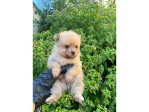 Bursa içi teslime hazır pomeranian baby